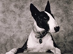Picture Day